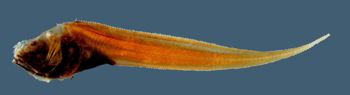 Media type: image; Ichthyology 67940